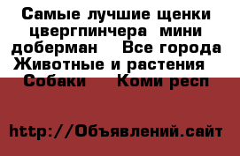 Самые лучшие щенки цвергпинчера (мини доберман) - Все города Животные и растения » Собаки   . Коми респ.